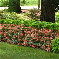 Hula™ Bicolor Red White Spreading Begonia