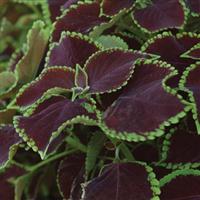 Chocolate Mint Coleus, Premium Sun