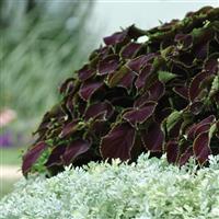Chocolate Mint Coleus, Premium Sun