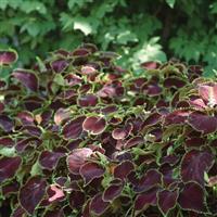 Chocolate Mint Coleus, Premium Sun