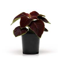 Chocolate Mint Coleus, Premium Sun