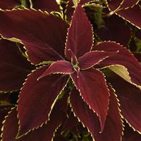 Ruby Heart Coleus, Premium Sun