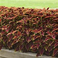 Ruby Heart Coleus, Premium Sun