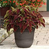 Ruby Heart Coleus, Premium Sun
