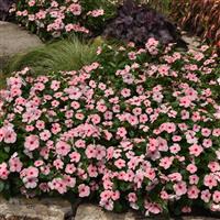 Titan-ium™ Apricot Vinca