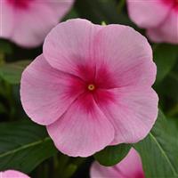 Titan-ium™ Blush Vinca