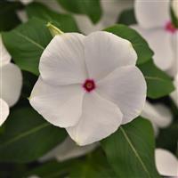 Titan-ium™ Polka Dot Vinca