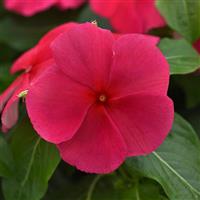 Titan-ium™ Punch Vinca