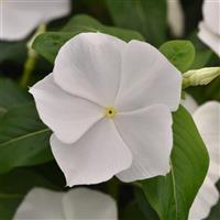 Titan-ium™ White Vinca