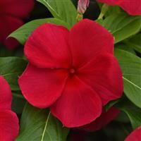 Titan-ium™ Dark Red Vinca
