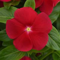 Titan-ium™ Really Red Vinca