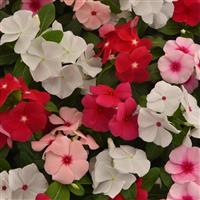 Titan-ium™ Mixture Vinca