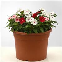 Titan-ium™ Mixture Vinca