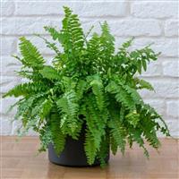 Boston Fern Nephrolepis Exaltata