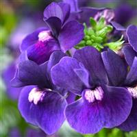 Escential Blackberry Nemesia