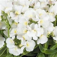 Escential Snowberry Nemesia