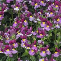 Escential Strawberry Nemesia