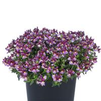 Escential Strawberry Nemesia