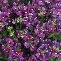 Escential Sugarberry Nemesia