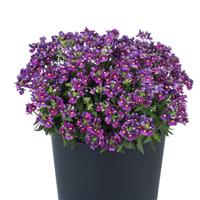 Escential Sugarberry Nemesia