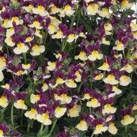 Escential Raspberry Lemonade Nemesia