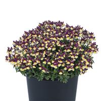 Escential Raspberry Lemonade Nemesia