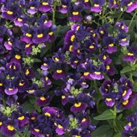 Escential Bumbleberry Nemesia