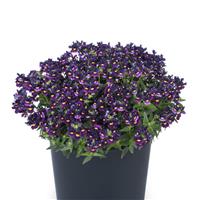 Escential Bumbleberry Nemesia