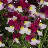 Escential Cherryberry Nemesia