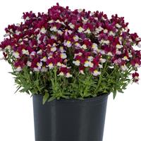 Escential Cherryberry Nemesia