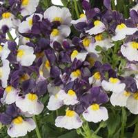 Escential Elderberry Cream Nemesia