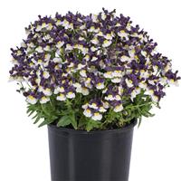 Escential Elderberry Cream Nemesia