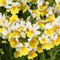 Escential Sunberry Nemesia