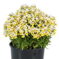 Escential Sunberry Nemesia