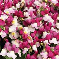 Escential Zazzleberry Nemesia
