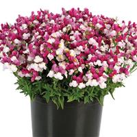 Escential Zazzleberry Nemesia