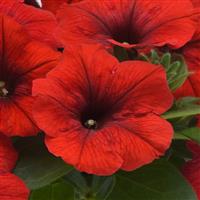 E3 Easy Wave<sup>®</sup> Red Spreading Petunia