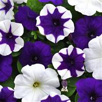 E3 Easy Wave<sup>®</sup> Déjà Vu Mixture Spreading Petunia
