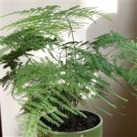 Plumosus Asparagus