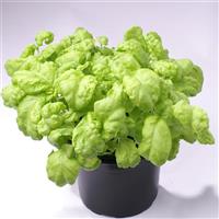 Lettuce-Leafed Basil