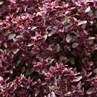 Purple Ball Basil