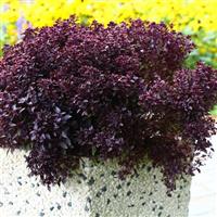 Purple Ball Basil