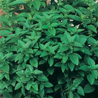 Spicy Globe Basil