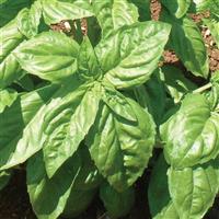 Sweet Nufar Basil