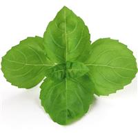 Rutgers DMR Passion Basil