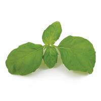 Rutgers DMR Thunderstruck Basil