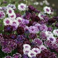 Classic Magic Centaurea