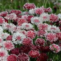 Classic Romantic Centaurea
