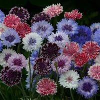 Classic Artistic Mix Centaurea