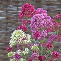 Roseus Centranthus